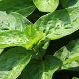 Überfärbeservice Indigo (Double Dyed Scrunch)