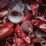 Überfärbeservice Olivenhain (Zwiebel)